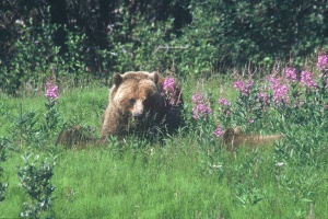 grizzly in het gras | Kluane National Park